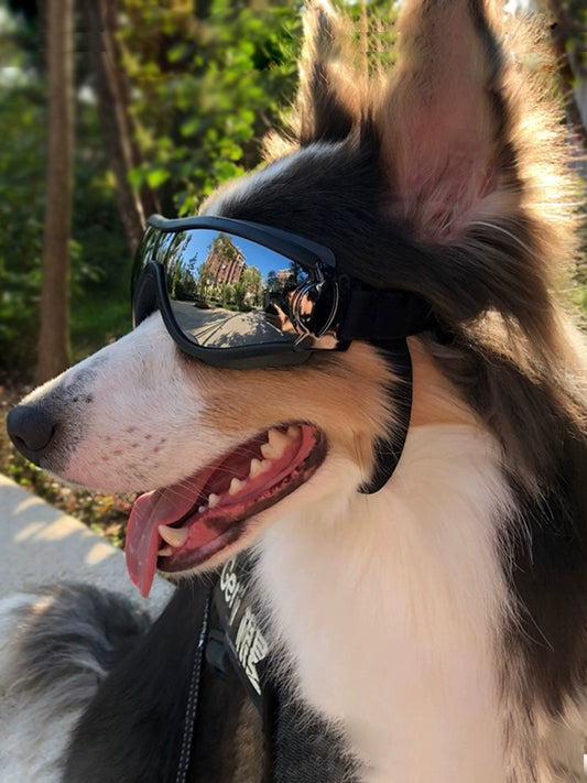 Doggy SunGlasses